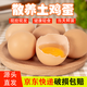 晨誠蟲(chóng)草土雞蛋 30枚2.4斤 健康輕食 新鮮營(yíng)養 谷物草雞蛋 源頭直發(fā)