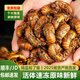 十里饞 知了猴新鮮25年金蟬野生大活體速凍爬叉候龜唐僧肉特產(chǎn)中秋送禮 【巨無(wú)霸】野生大金蟬100只
