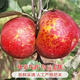 鮮級佳正宗花牛蘋(píng)果新鮮大果邵通丑蘋(píng)果冰糖心蘋(píng)果脆甜 4.5斤大果85-90mm6-9個(gè)