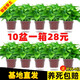 綠有意綠蘿盆栽除甲醛室內(nèi)好養(yǎng)花卉植物綠蘿批發(fā)辦公室新房裝修凈化空氣 110#原盆儲水盆10盆裝+4肥 帶盆帶土發(fā)貨