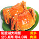 【活蟹】金日旺 陽(yáng)澄湖大閘蟹鮮活螃蟹禮盒 4對 公5.0兩 母4.0兩