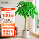 植男植女發(fā)財樹客廳大型盆栽室內(nèi)真綠植好養(yǎng)落地辦公室開業(yè)招財樹源頭直發(fā)