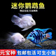 寵小俠迷你鸚鵡魚(yú)觀(guān)賞魚(yú)活體淡水冷水好養耐活白金寶藍鸚鵡魚(yú)可繁殖種魚(yú) 4-5cm迷你鸚鵡混搭5條
