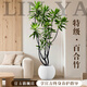 臨雅特級百合竹客廳綠植物室內(nèi)高級感老樁造型輕奢好養(yǎng)活落地大型盆栽 【旗艦款】百合竹1.5-1.7m+白色圓球盆