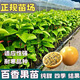 黃金百香果樹(shù)果苗四季不斷結果純甜無(wú)酸水果南方陽(yáng)臺盆栽花盆種植 2棵嫁接苗帶土帶葉 百香果