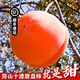 【順豐】磨盤(pán)柿子新鮮軟柿子房山磨盤(pán)盆柿可做東北凍柿當季水果 10斤 順豐包郵 單果8-9兩 【貢果】
