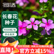 花沃里長(cháng)春花種子約500粒 花卉種子盆栽陽(yáng)臺種菜土四季草籽陽(yáng)臺庭院田間