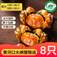 黃河口（HHK）【活蟹】黃河口大閘蟹3.5公2.5兩母禮盒母蟹鮮活禮盒源頭直達 8只