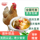 潤萬佳 500天無抗老母雞 2.2斤 燉湯煲湯冷凍雞肉 源頭直發