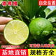 灣禾譽(yù)景泰國無籽小青檸樹苗室內(nèi)盆栽青檸檬苗塔希提檸檬樹苗南方北方種植 優(yōu)質(zhì)脫毒【7年苗】當(dāng)年結(jié)果一級(jí) 50cm(含)-60cm(不含)
