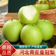 桃西村河北皇冠梨 當(dāng)季青皮翠冠梨冰糖雪梨翠玉皇冠梨香梨酥梨新鮮水果 9斤 精選大果【單果250g+】