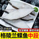 勛勛之海新鮮格陵蘭鰈魚中段超大比目魚中段鴉片魚鰈魚身碟魚深海捕撈 鰈魚中段1斤裝 500g *1包