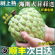 儲(chǔ)褚正宗海南大目釋迦果 番荔枝佛頭果 新鮮水果中秋禮盒裝順豐包郵 3斤大果禮盒裝【單果4-5兩】