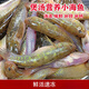 曼小伍新鮮調魚(yú)仔鮮活狗母魚(yú)筍殼魚(yú)海鮮水產(chǎn)營(yíng)養煲湯食材雜魚(yú)仔 1斤