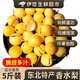 果益壽東北特產(chǎn)小香水梨【閃送到家】新鮮水果軟糯多汁南果梨尖把梨 1斤 人工精選