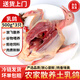 果鮮島新鮮乳鴿農(nóng)家散養(yǎng)500g*3只鴿子肉現(xiàn)殺老鴿子肉土鴿子湯 源頭直發(fā)