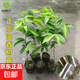 正宗沉香樹(shù)苗奇楠沉香苗名貴樹(shù)白木香奇楠苗珍貴藥材海南沉香木苗 奇楠沉香原生苗20-30cm【1棵】 帶土杯發(fā)貨