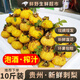 【現貨】野果刺梨鮮果新鮮貴州特產(chǎn)維C泡酒泡茶水果干榨汁奶茶店 【精選果】3斤裝