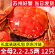 【活蟹】龍行大閘蟹現貨 鮮活螃蟹六月黃公母河蟹水產(chǎn)海鮮禮盒裝 全母蟹2.2-2.5兩  12只