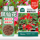北蔬 花種子苗四季開(kāi)重瓣鳳仙室內室外栽種 重瓣鳳仙花種子約100粒
