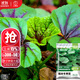 大禹冬寒菜種子壽光糯米冬寒菜苗冬莧菜冬漢菜籽 糯米冬寒菜種子10g