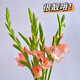 劍蘭鮮花水培鮮切花唐菖蒲廣州家庭基地直批直發(fā)客廳插花同城速遞 粉色劍蘭【5支】