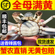 【活蟹】鮮活六月黃小螃蟹河蟹凈重足重淡水大閘蟹公蟹多生鮮水產(chǎn) 全母五元蟹[0.9-1.2兩]10只+多發(fā)2只抵損耗