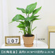 天堂鳥盆栽客廳綠植鶴望蘭室內(nèi)面好養(yǎng)耐陰花卉四季常青 天堂鳥40cm【配橙色陶盆】