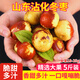 崠鮮山東沾化冬棗新鮮水果當季水果大棗子脆甜青棗紅棗整箱鮮棗 優(yōu)質(zhì)大果 凈重5斤