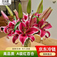 吉米鹿香水百合花鮮花A級【紅色12朵】3-4枝云南基地鮮切花束源頭直發(fā)