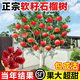 特大突尼斯軟籽石榴樹(shù)嫁接無(wú)籽樹(shù)苗盆栽地栽庭院別墅老樁盆景果樹(shù) 精品苗：突尼斯軟籽【6年苗】當年結果