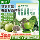 美玏羽衣甘藍奇亞籽西芹粉搭營(yíng)養代餐汁飽腹瘦肚子燃脂150g*3盒裝