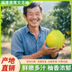 （預售）福建仙游度尾文旦柚產(chǎn)地直發(fā)現摘現發(fā)單季新鮮紅心柚孕婦 禮袋裝 6斤