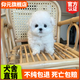 仰元純種比熊幼犬白色小型活體卷毛血統比熊犬茶杯寵物狗狗長(cháng)不大 血統級 比熊 公