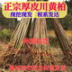 黃柏中藥材樹(shù)苗厚皮正宗四川剝皮樹(shù)皮黃柏樹(shù)苗 地徑1公分  高度1米 100株  關(guān)注【店鋪送生根粉】