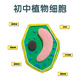 動(dòng)植物細胞模型材料包成品七年級生物高中生物真核細胞模型 【初中】植物細胞模型材料包-送模具