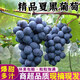 云南夏黑葡萄5斤新鮮應當季無(wú)籽葡萄黑加侖提子孕婦水果整箱4 云南夏黑葡萄 3斤