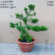 黃楊盆栽庭院老樁皺皮小葉四季常青植物葉黃楊陽(yáng)臺造型盆景定型 小葉雀舌黃楊（11年樁）迎客造型