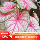 虹越（HONGYUE） 高端綠植彩葉芋盆栽 多品可選室內陽臺客廳裝飾觀葉植物 【CN彩葉芋】“夏日微風” 1加侖盆栽