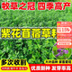 紫花苜蓿草種籽多年生牧草種子四季養殖喂羊牛雞鴨鵝草魚(yú)牧草種籽 進(jìn)口【特高產(chǎn)型】紫花苜蓿凈種子【1斤裝】-種二分地
