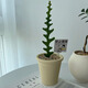 樹(shù)上花開(kāi)稀有植物綠植魚(yú)之骨仙人掌奇特桌面植物室內盆栽魚(yú)骨仙人掌盆栽 魚(yú)骨+奶油杏雪糕盆(送卡片)