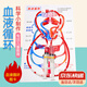OSKV小學(xué)生科學(xué)實(shí)驗器材 DIY人體血液循環(huán)模型幼兒園科技小制作 血液循環(huán)