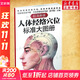 【新華正版】人體經(jīng)絡(luò )穴位標準大圖冊 超清晰 人體經(jīng)絡(luò )穴位圖解書(shū)人體穴位圖解大全 中醫按摩經(jīng)絡(luò )穴位書(shū)籍 經(jīng)絡(luò )穴位按摩大全養生書(shū)正版 人體經(jīng)絡(luò )穴位標準大圖冊 國家名老中醫吳中朝