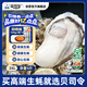 貝司令 鮮活乳山生態(tài)生蠔3XL 凈重9斤 23-32只 生鮮源頭直發(fā)