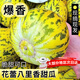 京府香園東北香瓜八里香花蕾甜瓜花姑娘新鮮脆甜應季多汁蜜瓜現摘水果整箱 精選凈重5斤裝
