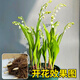 梵花壹木鈴蘭花苗盆栽耐寒植物帶花苞種球四季開(kāi)室內外好養花卉綠植玲 【特惠款】精選優(yōu)質(zhì)鈴蘭帶芽10棵+肥料【開(kāi)花爆盆】 裸根不帶土