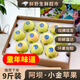 阿壩小金青蘋(píng)果 四川特產(chǎn)新鮮孕婦水果小金縣當季酸甜青蘋(píng)果 【實(shí)惠小果】5斤|16枚左右-彩箱
