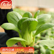 壽禾油菜種子矮腳上海青梗菜蔬菜小白菜快菜秋季壽光蔬種籽四季青菜 濰豐上海青種子5gx6包