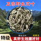 野生艾葉草藥正宗特級艾草葉新鮮曬干艾草泡腳去濕氣月子產(chǎn)婦500g 500g