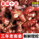 新鮮南姜生姜5斤現挖潮汕正宗老山姜牛羊肉火鍋鹵味去膻調料 三年老南姜 5斤